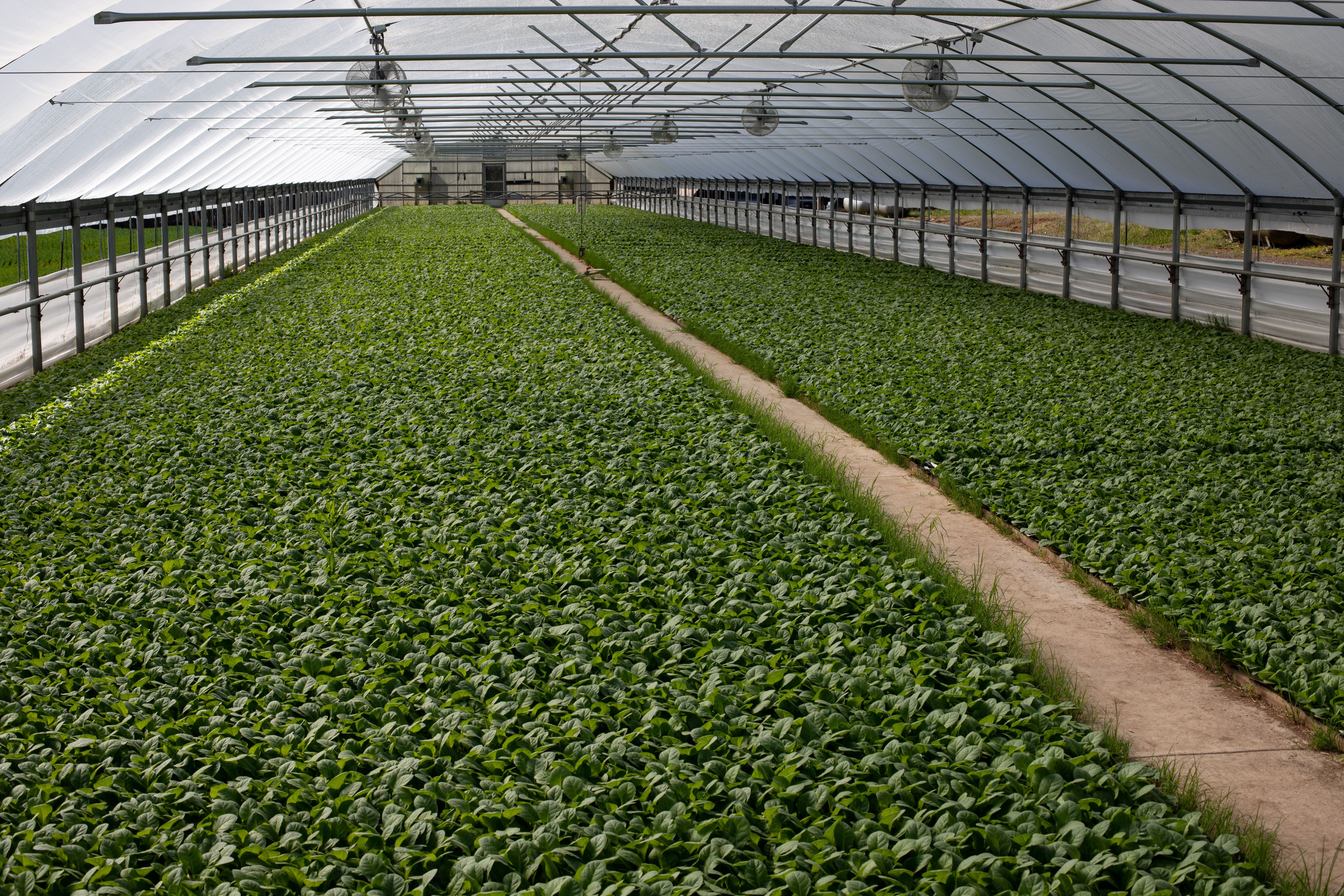 Agriculture field
